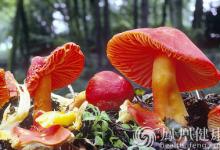 湖南食安辦：今年已報告毒蘑菇中毒事故141起，死亡23人