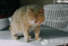 全球首例 日本出現被貓咬傷感染蚊蟲病死亡案例