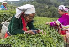 普洱茶致癌言論無依據(jù) 相關(guān)產(chǎn)業(yè)協(xié)會欲討說法