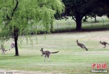 澳洲向全世界吃貨發(fā)出邀請！袋鼠成災(zāi)，好吃管夠