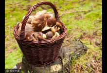 母女倆吃野蘑菇中毒送醫(yī) 專家:誤食毒蘑菇或致死