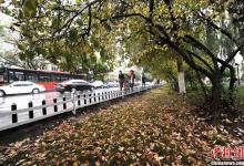 今日寒露：氣溫逐漸轉冷 想養生可多吃梨和蜂蜜