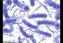 加拿大現(xiàn)40宗食生菜感染大腸桿菌病例