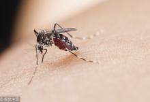 新研究揭示“寨卡病毒”暴發(fā)新機(jī)制