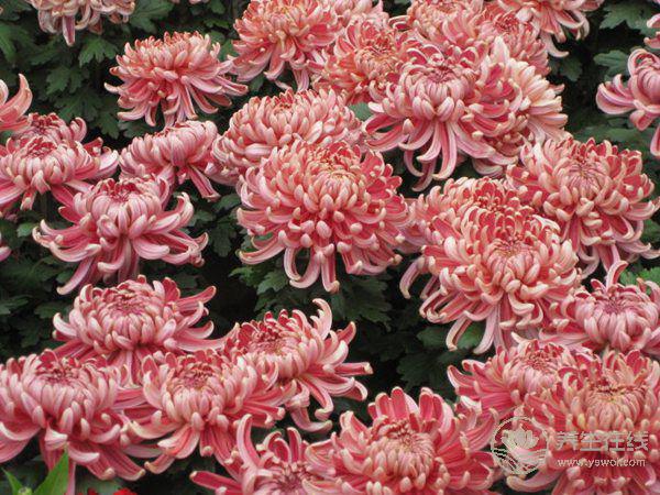 2018年九九重陽節(jié)養(yǎng)生保健9要點 助老人延年益壽