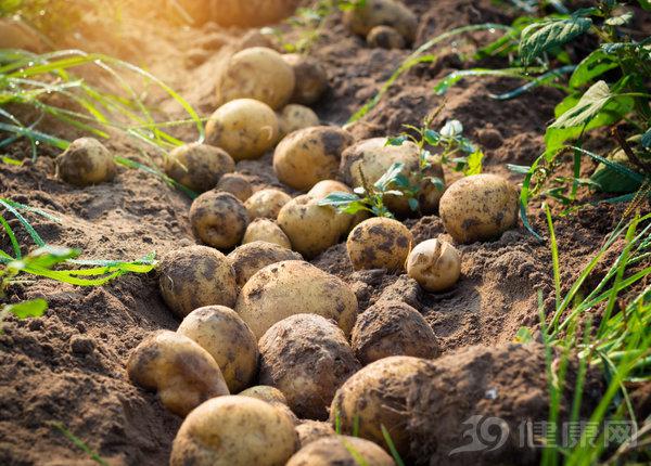 吃到昆蟲、糞便甚至吃出??？食物的別樣“真相”