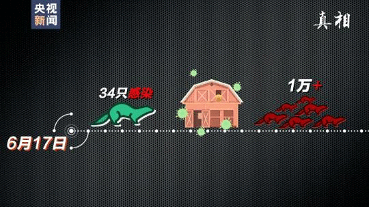 四問搞懂：丹麥變異新冠病毒“貂傳人”究竟多嚴重