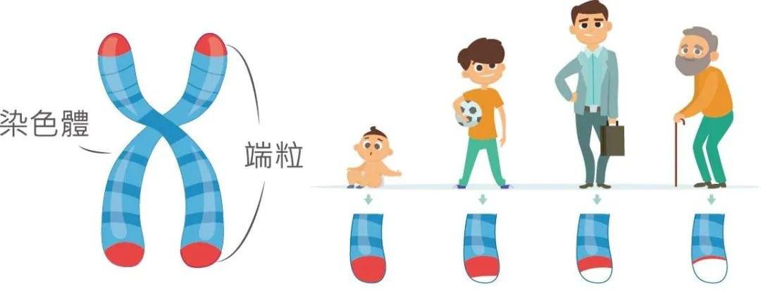 35歲老了嗎？別焦慮！Nature研究證實：人類壽命極限是120-150歲！