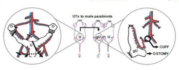 男人也能生娃了？中國科學家成功讓公鼠懷孕，產(chǎn)下10只幼崽！