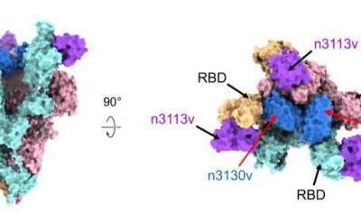 中國(guó)學(xué)者發(fā)現(xiàn)全人源納米抗體 或?qū)崿F(xiàn)霧化給藥抗新冠病毒
