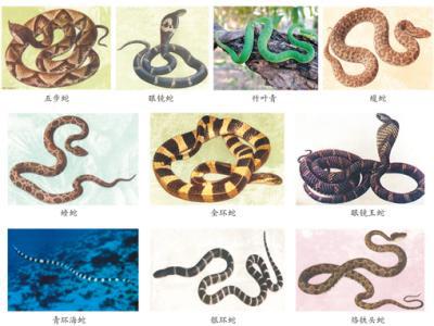 蛇咬、蟲蜇……如何應(yīng)對常見動物傷害？