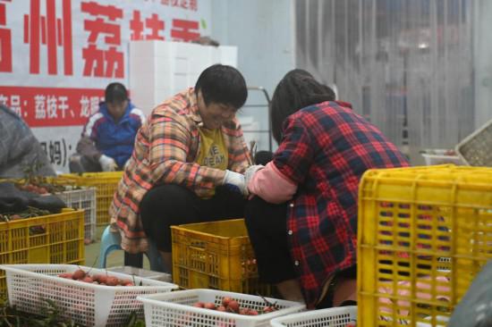 從“一日色變”到“四季常鮮”，解碼荔枝的現代保鮮秘訣