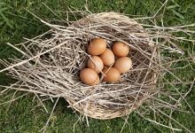 養(yǎng)生警惕：這6種蛋，吃了會(huì)傷身喪命