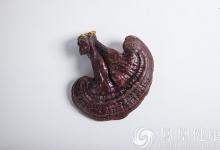 孫思邈為何能成為中國(guó)最長(zhǎng)壽的藥王？告訴你他的長(zhǎng)壽秘籍！