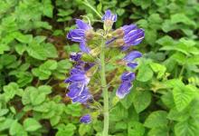 它是肝病救命草、糖尿病克星