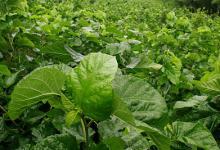 不吃藥，也能甩掉“三高”！醫(yī)生都不一定知道