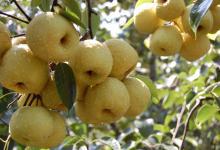 這些果皮不要丟,能排毒抗氧化防癌