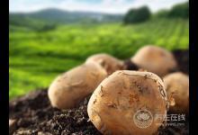 2種常見食物連皮吃，防乳腺癌效果超好