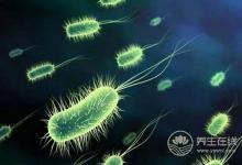 雙歧桿菌的多少?zèng)Q定著人類(lèi)的健康