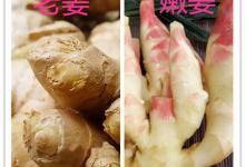 炒菜時用老姜還是嫩姜好？