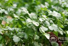 80%的人都不喜歡的蔬菜，卻含這么多營養(yǎng)價(jià)值