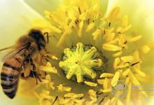 你鼻子不通，是因為什么？