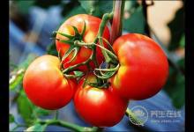 沒想到，番茄最有營養的吃法居然是這種