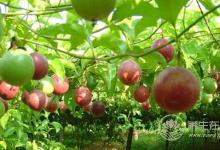 這種水果的營養價值比蘋果高10倍！