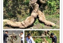 四川挖出250斤人形葛根，網友調侃“成精路上被抓了”