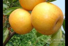 砂糖梨的吃法，哪些人不能吃砂糖梨？