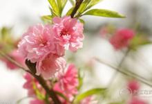 3種可以食用的花，好看又好吃