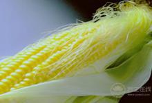 玉米須有很多養(yǎng)生功效，千萬別扔了