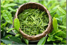 常喝綠茶好處多多 還能減少脫發(fā)！