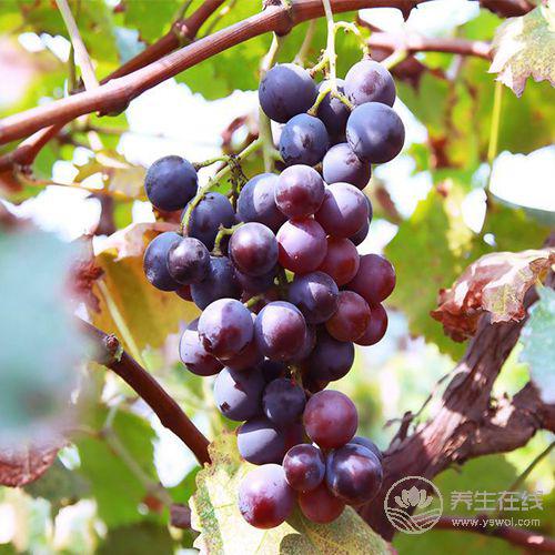 睡眠不好？別常吃安眠藥！這5種食物能讓你安然入眠