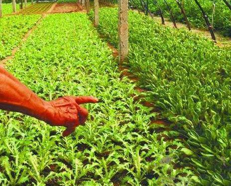 6月必吃的蔬菜是它，養生功效極好，您吃了嗎