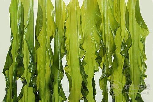 如何清理血液”垃圾“？這物是血液的清道夫