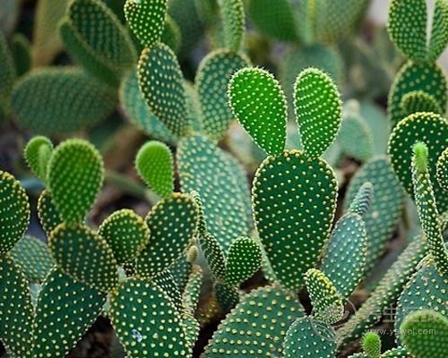 夏季快速減肥四方法 仙人掌減肥法瘦身又降壓