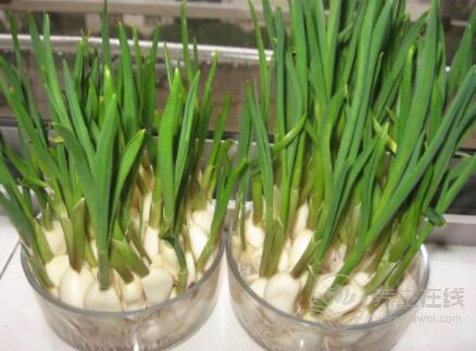 別嫌大蒜味大，它的功效卻很大