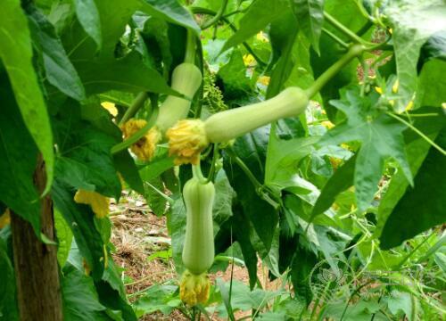 小小絲瓜,竟然有這么多作用 小小絲瓜,竟然有這么多作用