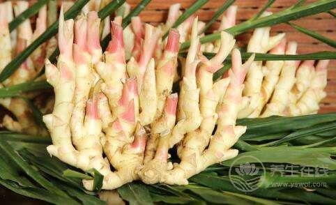 生姜品種介紹,姜的種類及圖片大全