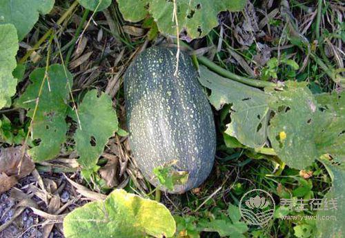 肝好的人常有這些習慣！常吃3種果蔬，肝更好