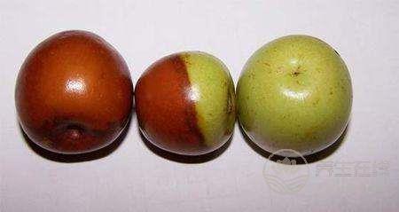 棗不能和這些食物一起吃 紅棗+海蟹容易患寒熱病