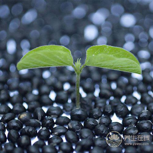 盤點3種豆類的營養價值，常吃讓你遠離疾病困擾