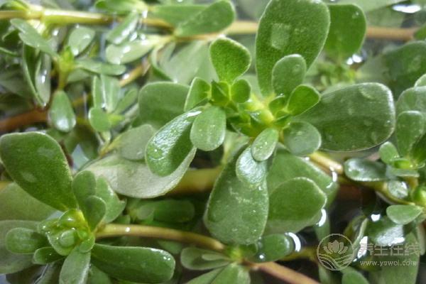 野菜怎么吃？食用野菜注意事項