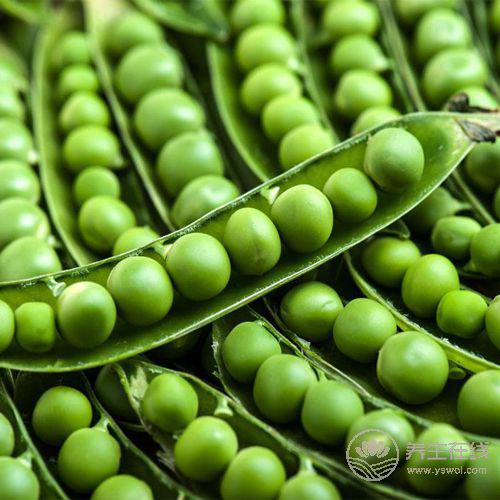 盤點3種豆類的營養價值，常吃讓你遠離疾病困擾