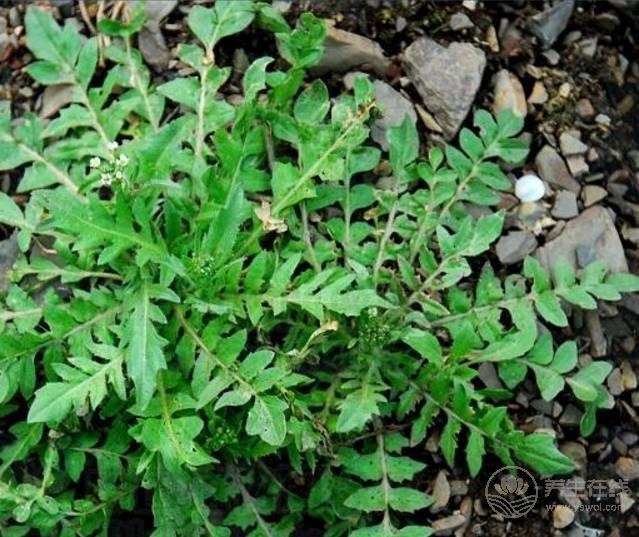 農村這三種野菜,高血壓、酒精肝、動脈硬化的人要多吃! 農村這三種野菜,高血壓、酒精肝、動脈硬化的人要多吃!