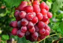 這些水果帶皮吃營養價值更高!盤點能帶皮吃的水果