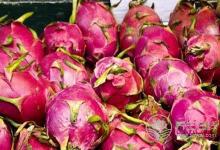 胃酸過多患者可以吃火龍果嗎?