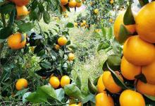 5種水果是天然的“護發幫手”，常吃能給頭發補一補　