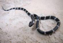 女子網購銀環蛇被咬傷 被銀環蛇咬傷如何自救